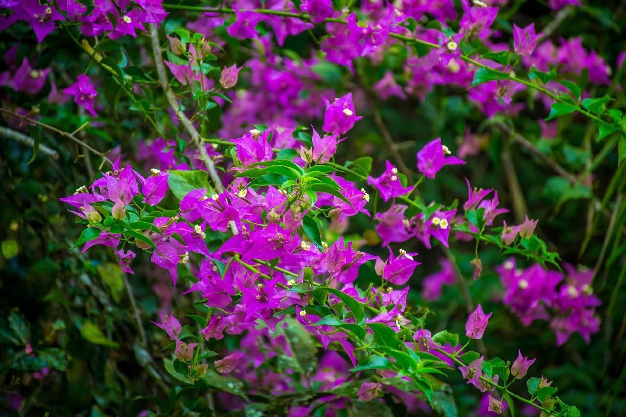 The Goddess Garden Eco-Resort Cahuita Esterno foto